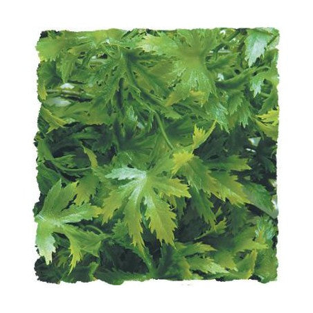 Zoo Med Natural Bush- Cannabis