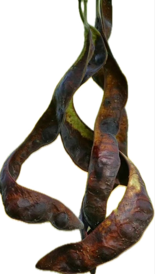 Honey Locust Seed Pod