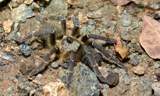 Rear Horned Baboon Tarantula (C. darlingi)