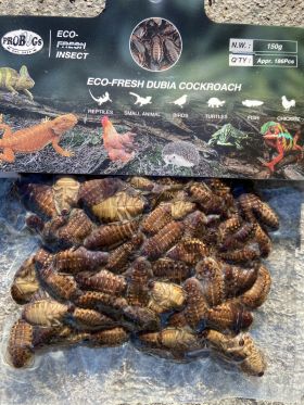 Repashy Dubia Cockroach