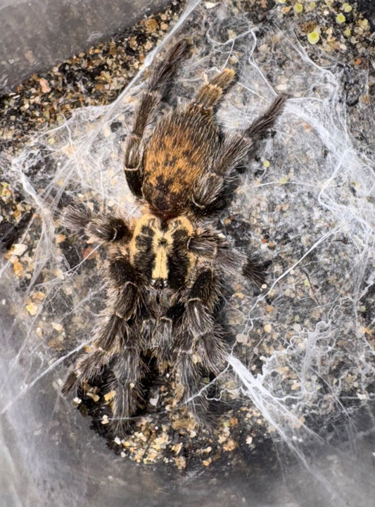 Tanzanian Chestnut Baboon (H. villosella)
