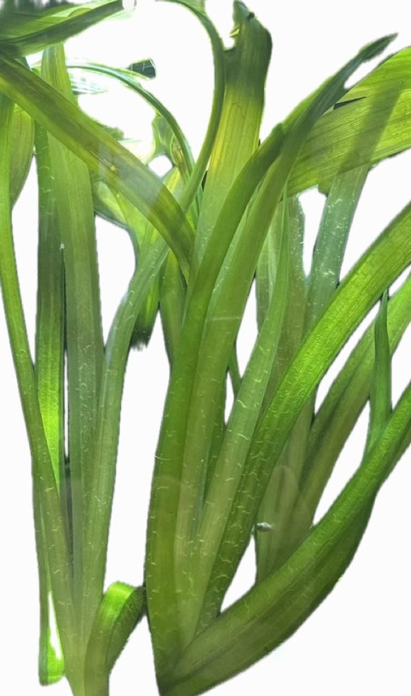 Vallisneria spiralis