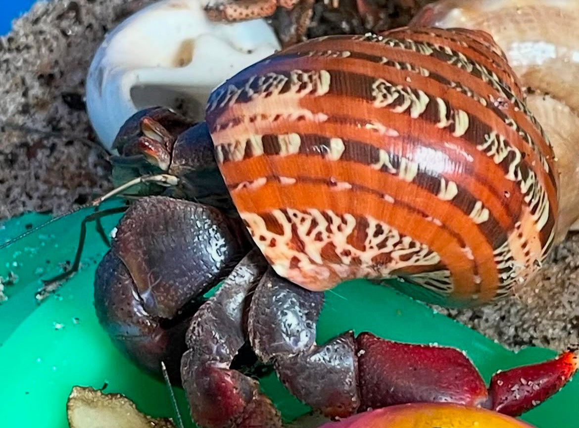 Hermit Crabs (Various)
