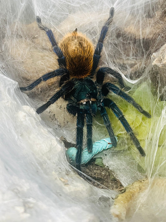 Venezuelan Green Bottle Blue Tarantula (C. cyaneopubescens)