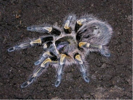 Chaco Golden Knee Tarantula (G. pulchripes)