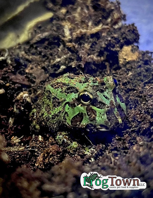 “Little Man” the Pac-Man Frog Print