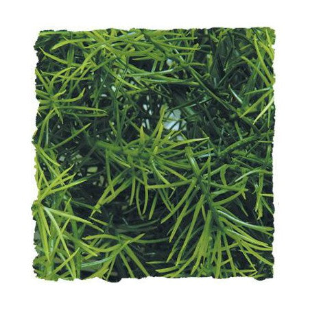 Zoo Med Natural Bush- Cashuarina