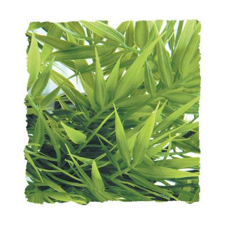 Zoo Med Natural Bush- Madagascar Bamboo