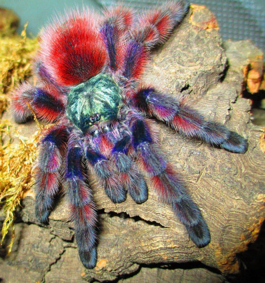 Antilles Pink Toe Tarantula (C. versicolor)
