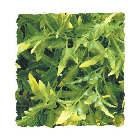 Zoo Med Natural Bush- Bolivian Croton