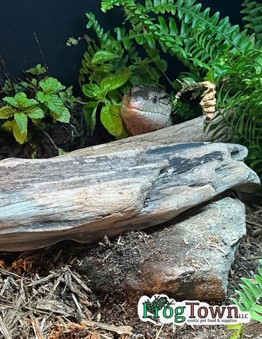 “Perfect Camouflage” Blue Tongue Skink Print