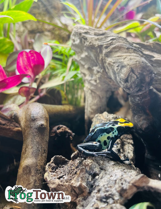 Dendrobates Tinctorius Robertus Print