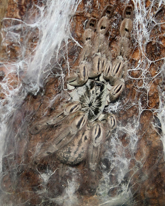 Ornamental Baboon Tarantula (H. maculata)