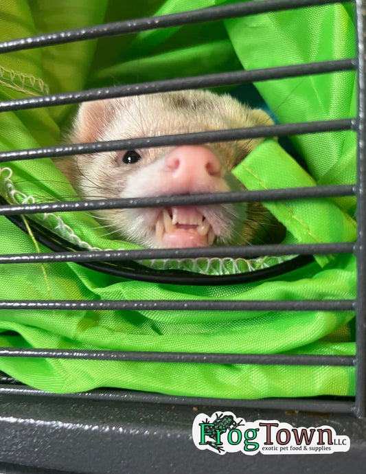 “Wolf in a Cage” Ferret Print