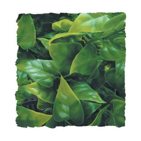 Zoo Med Natural Bush- Mexican Phyllo