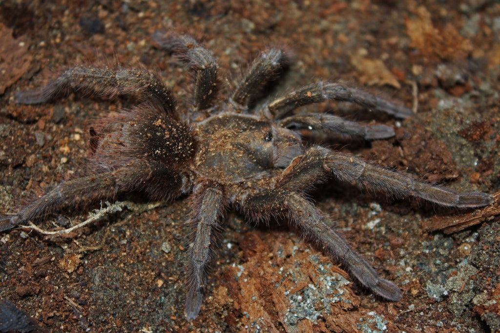 Cuban Bronze (P. auratus)