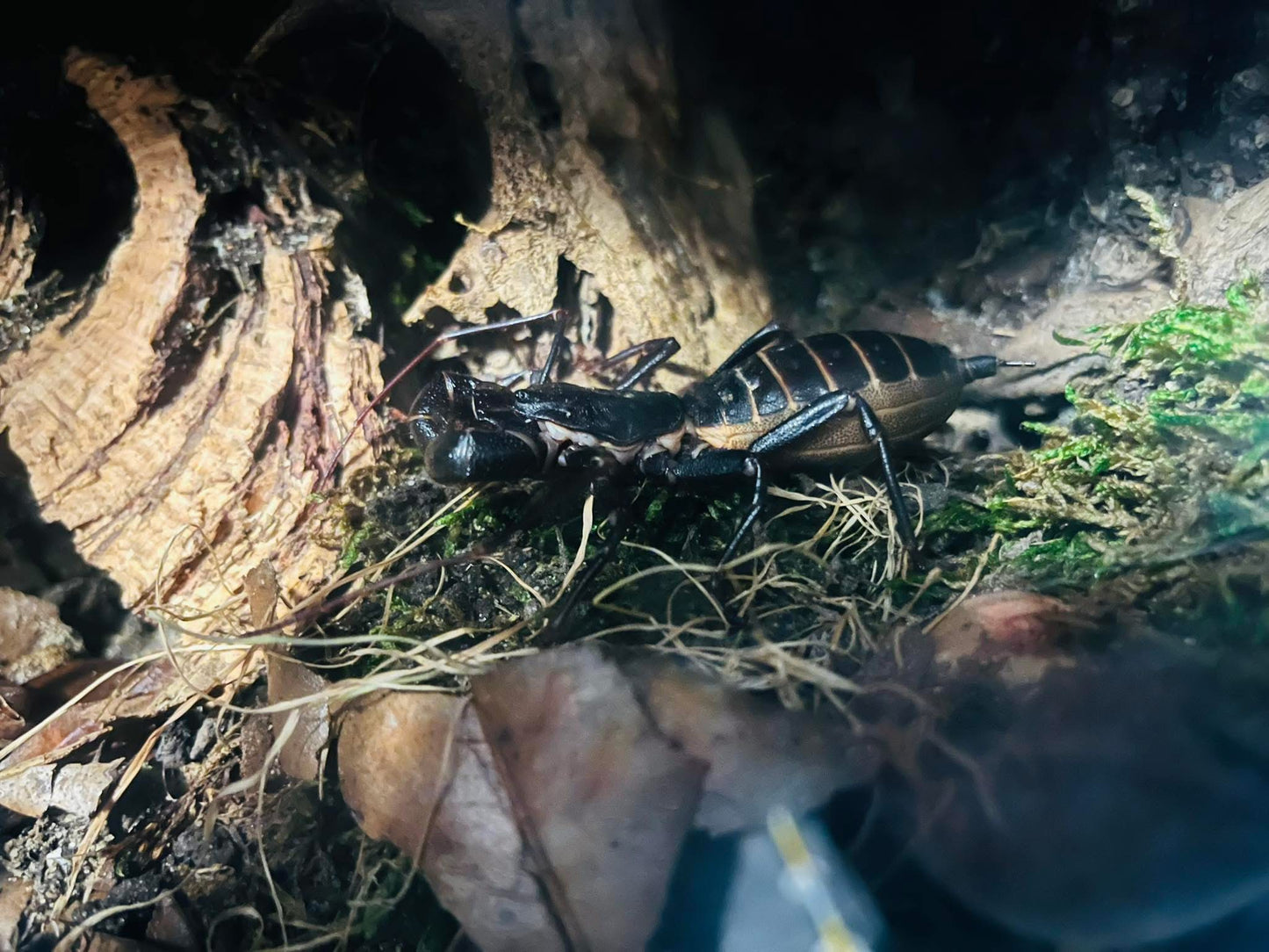 Giant Vinegaroon Print