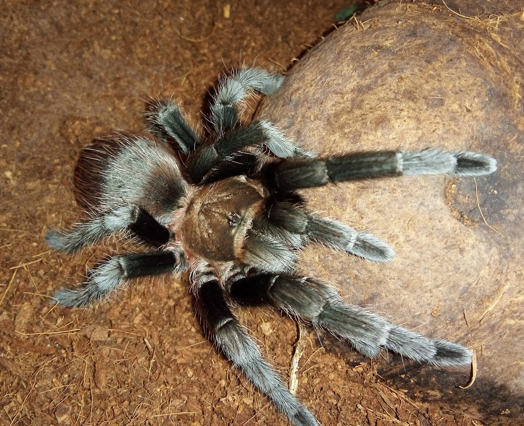 Texas/Oklahoma Brown Tarantula (A. hentzi)