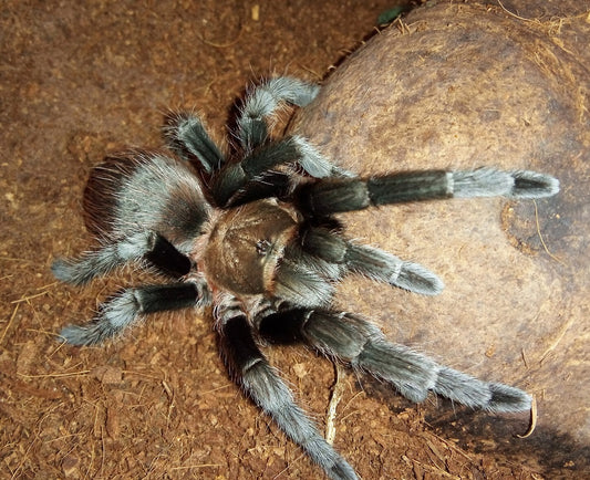 Texas/Oklahoma Brown Tarantula (A. hentzi)
