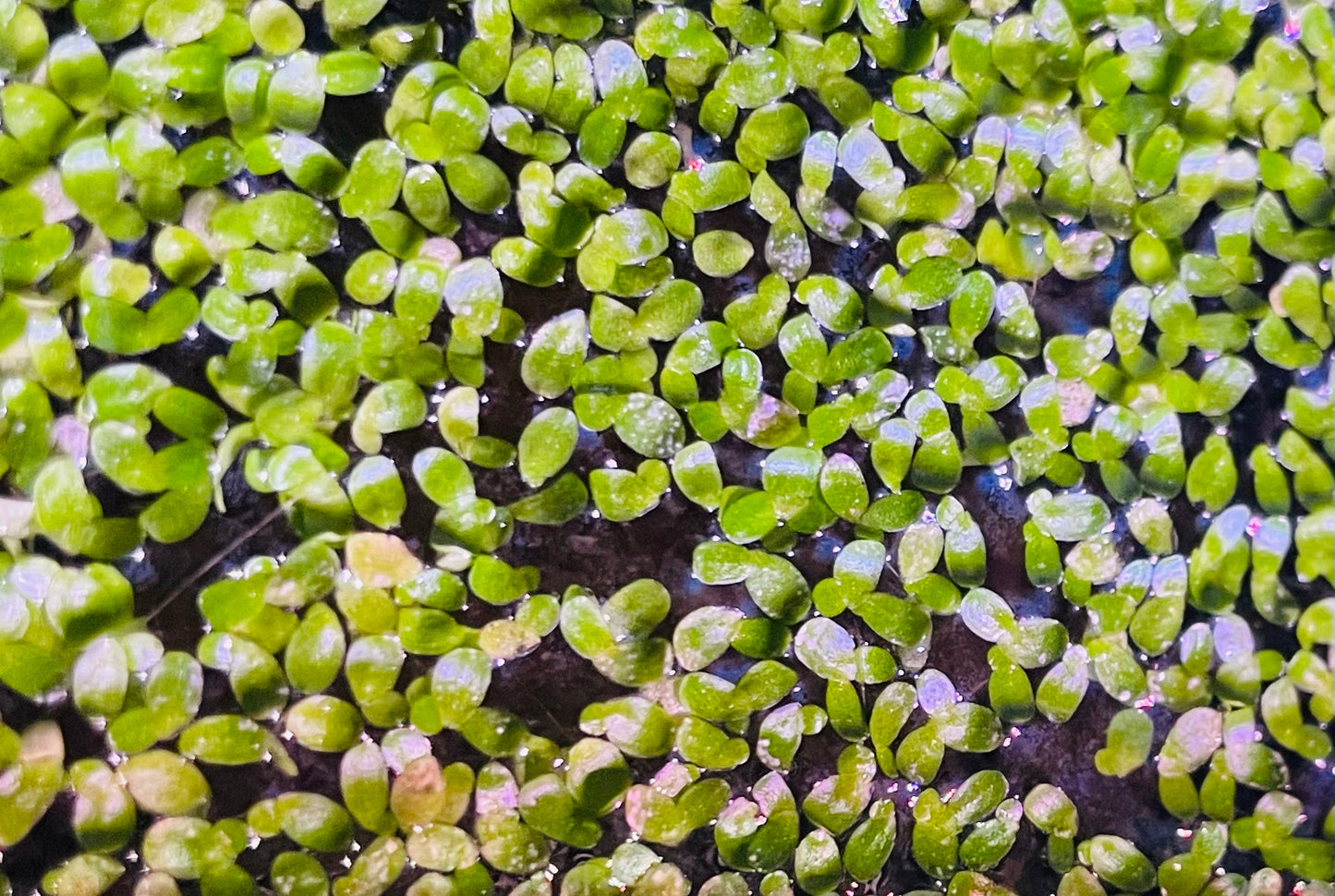 Duckweed (Lemna Minor)