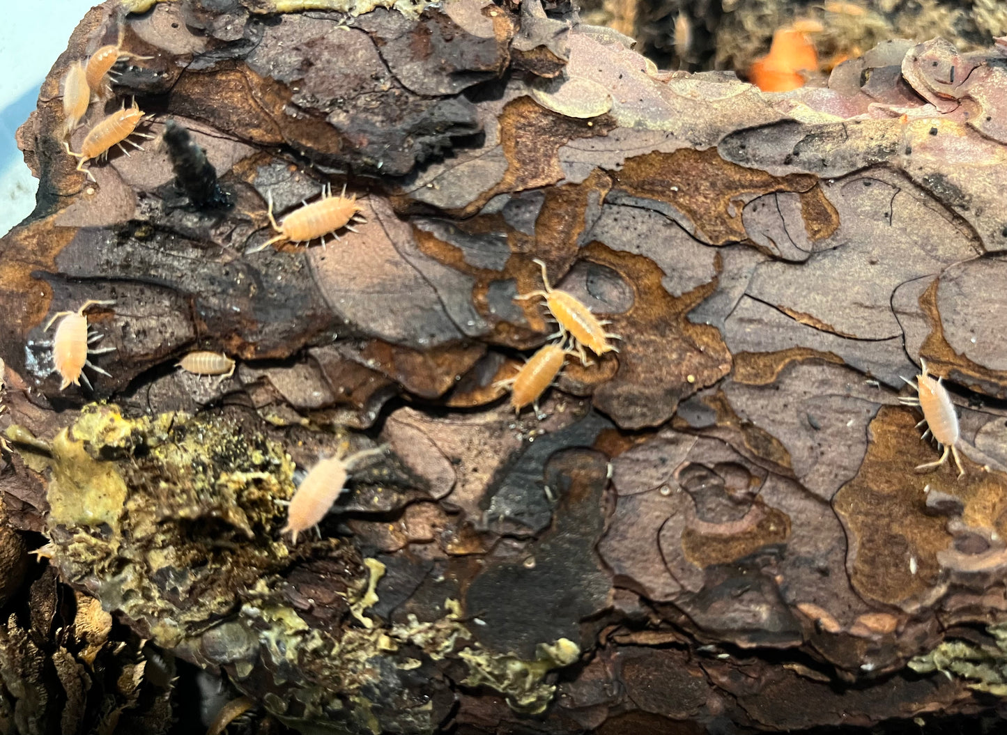 Powder Orange Isopods (P. proinosus)