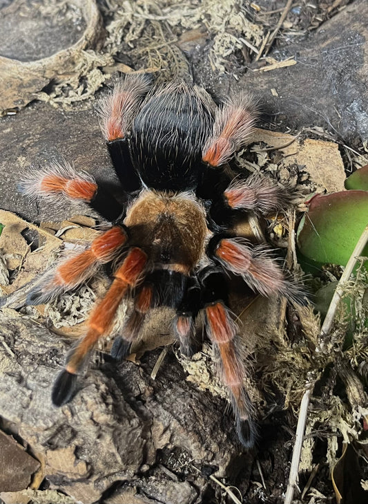 Mexican Fireleg Tarantula (B. boehmei)