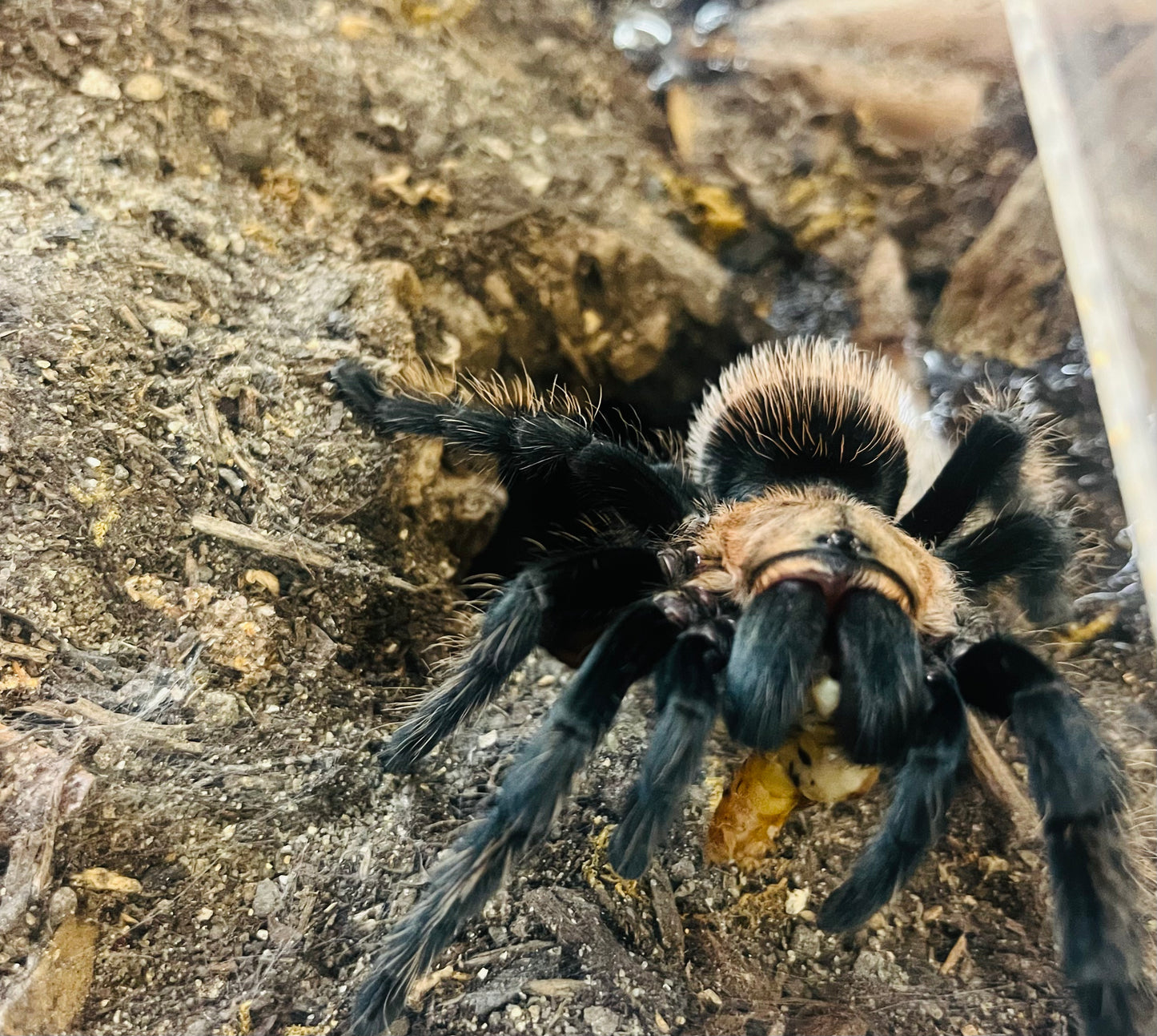 Mexican Rose Grey (T. verdezi)