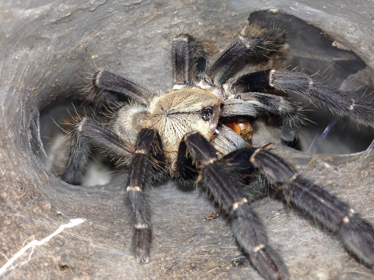 Cyriopagopas sp. “Hati Hati”