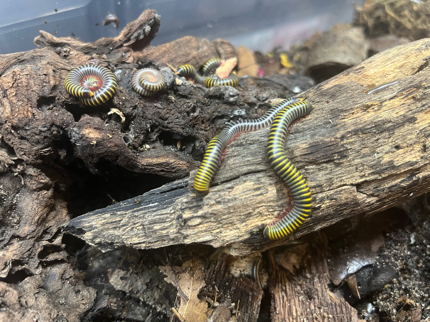 Bumblebee Millipede (A. monilicornis)
