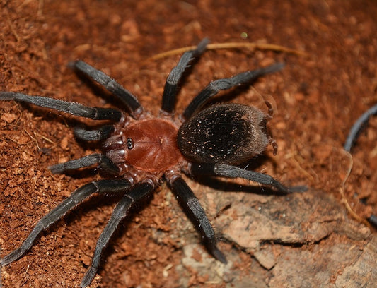 Brazilian Red Head Tarantula (B. horrida)