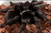 Southern Chumporn Earth-Tiger (Chilobrachys sp. ‘Southern Chumporn’ )