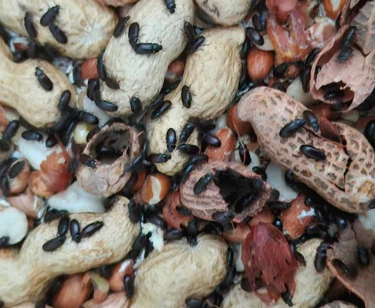 Peanut Beetle Culture (16 oz.)