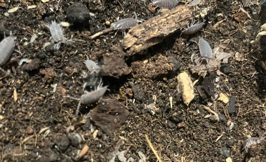 Powder Blue Isopods (P. pruinosus)