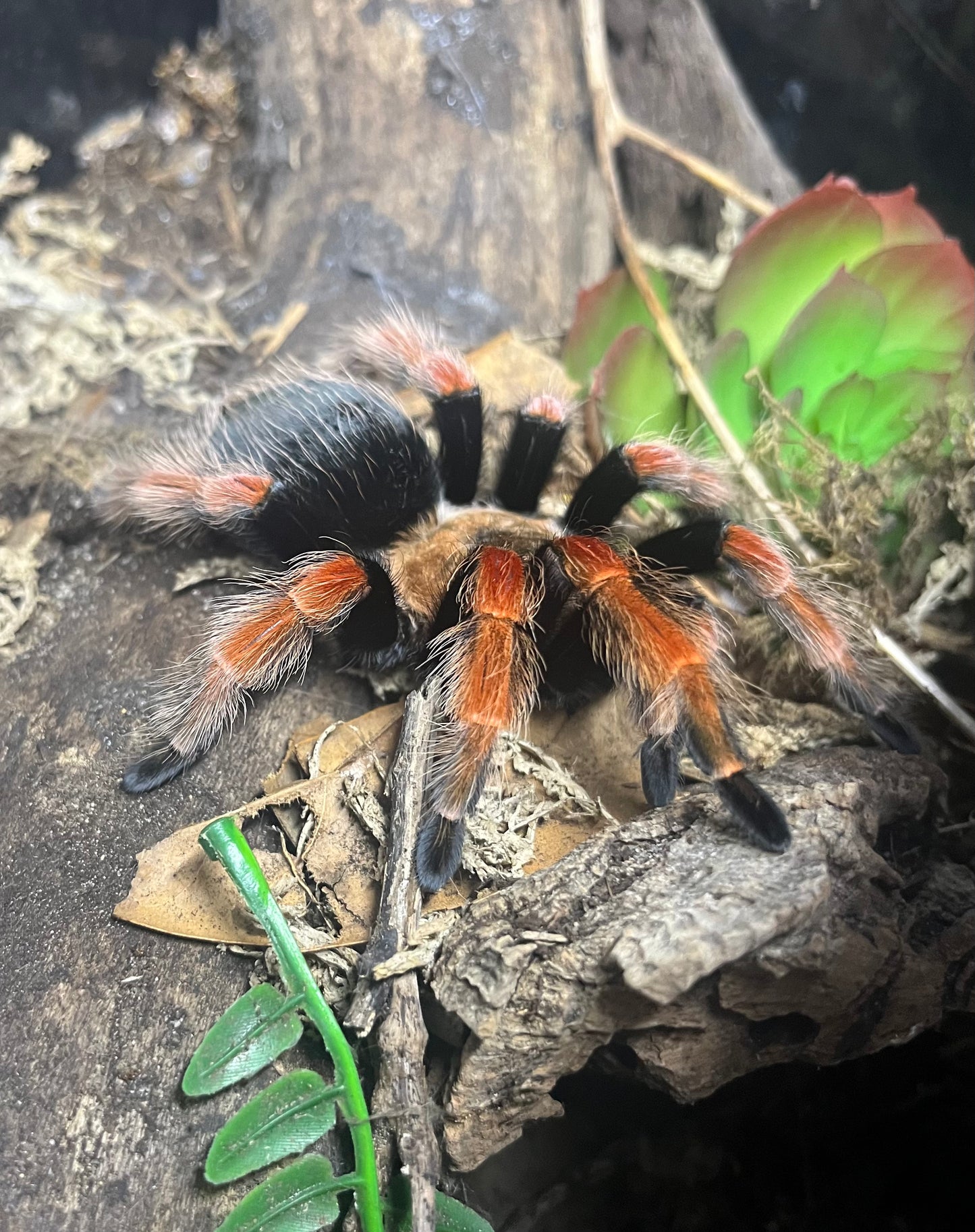 Mexican Fireleg Tarantula (B. boehmei)