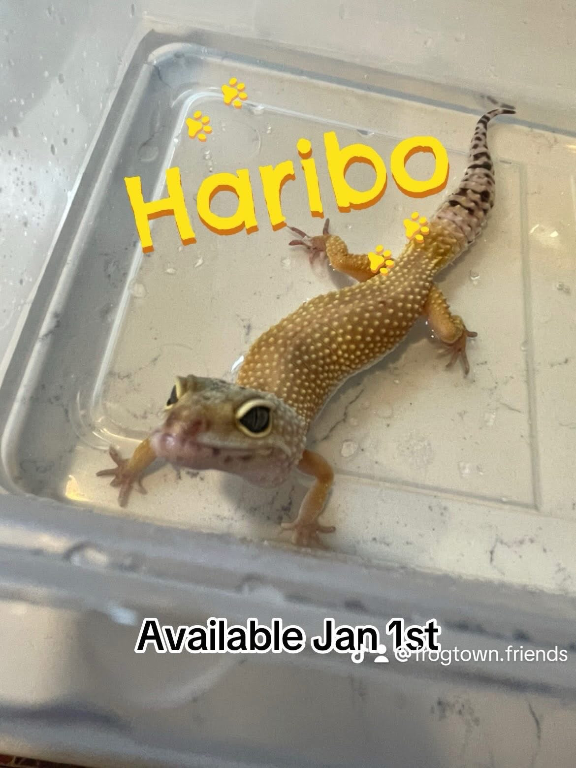Haribo