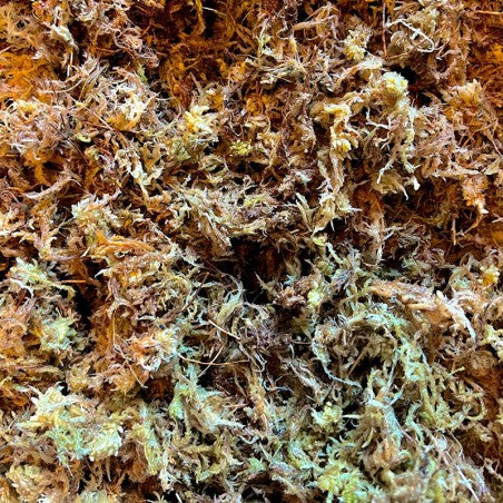 Lugarti Premium Sphagnum Moss (150g)