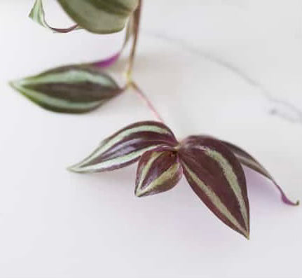 Tradescantia zebrina