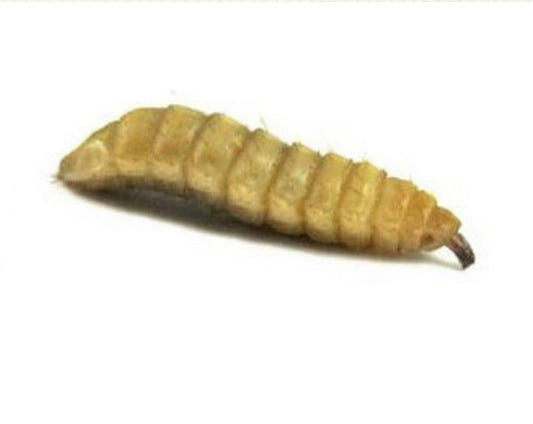 Live Black Soldier Fly Larvae
