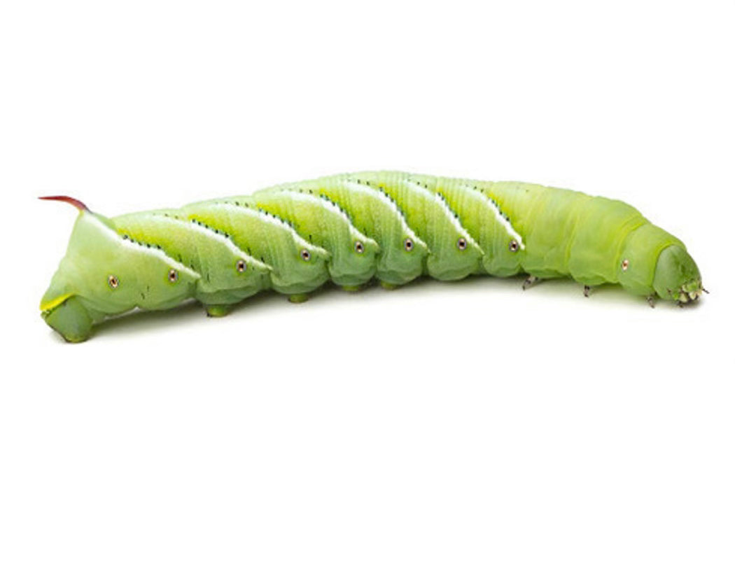 Live Hornworms