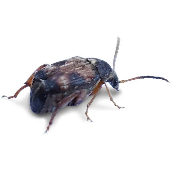 Bean Beetle Culture (16 oz.)
