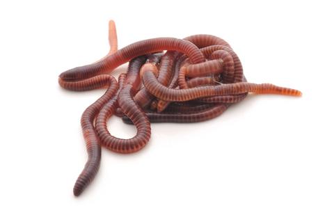 European Nightcrawlers (Dendrobaena hortensis)