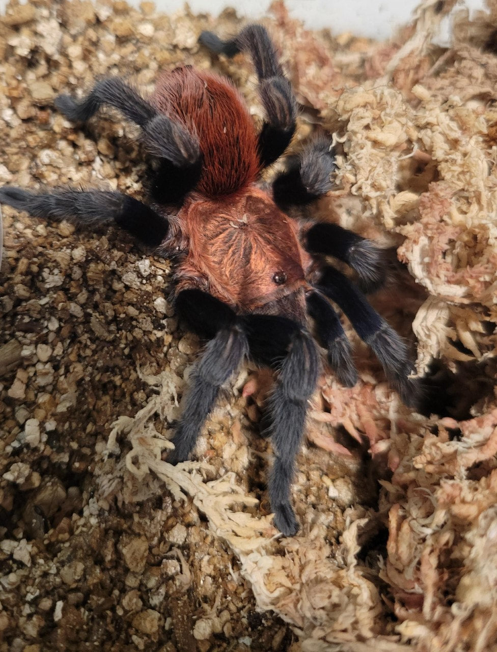 Mexican Copper Head (B. minax)