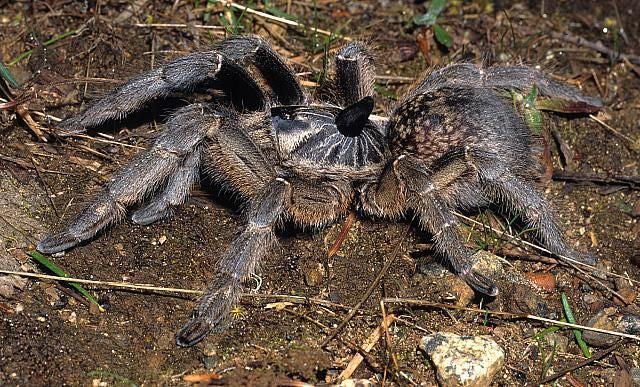 Straight Horned Baboon (C. marshalli)