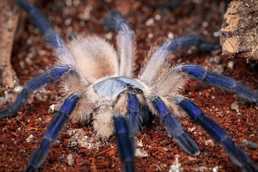 Socotra Island Blue Baboon Tarantula (M. balfouri)
