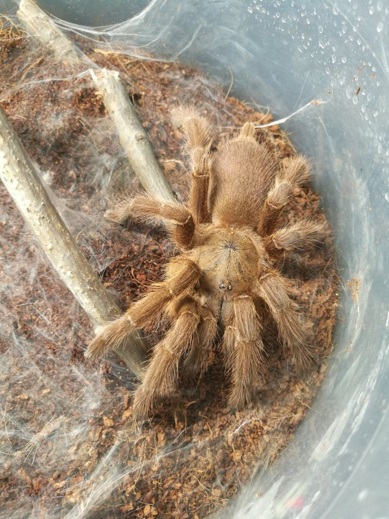 Asian Giant Fawn (C. huahini)