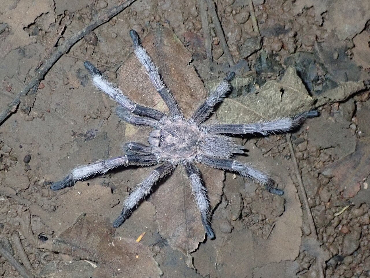 Vietnam Blue Tarantula (C. dyscolus)