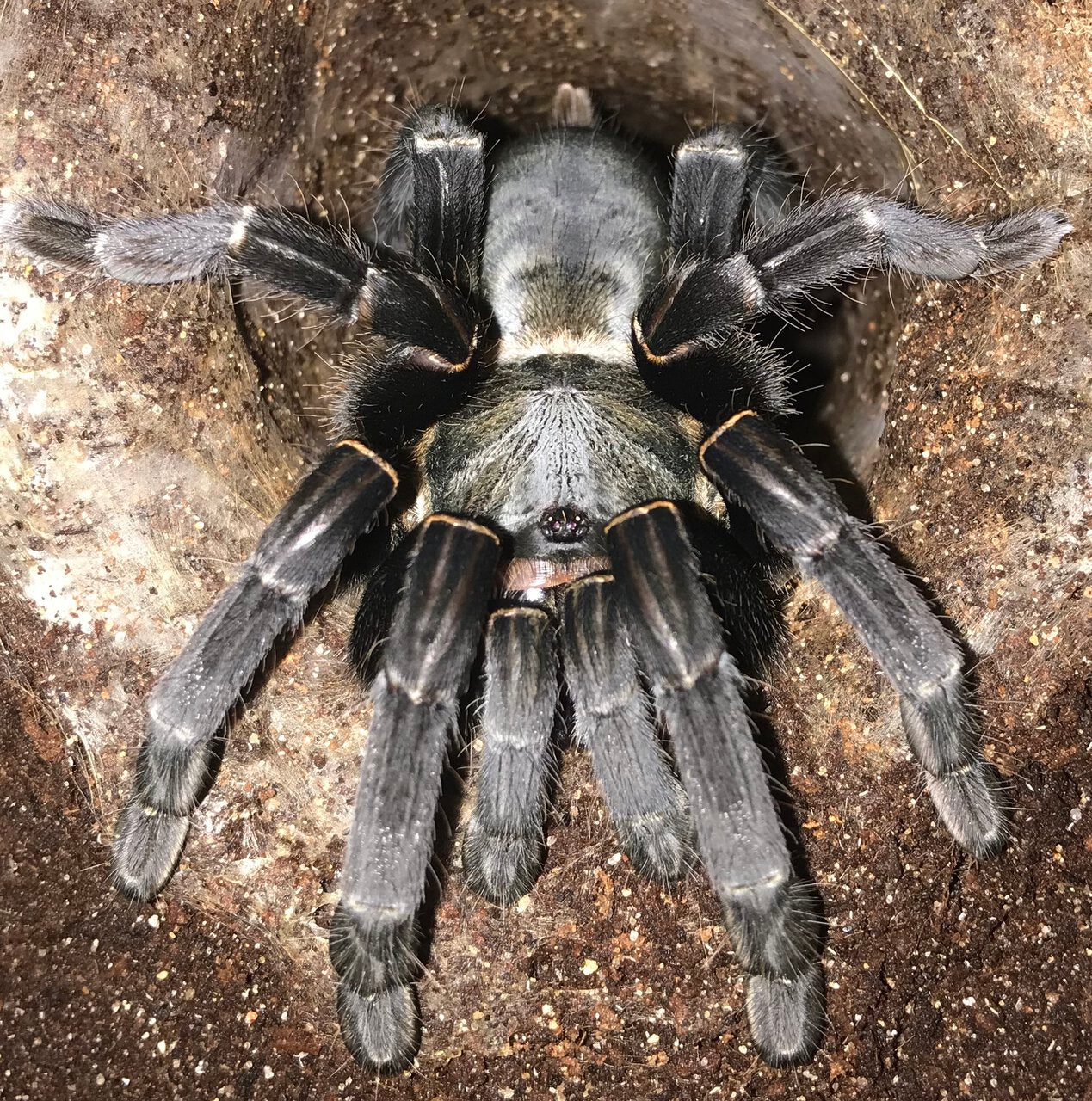 Thailand Black Tarantula (C. minax)