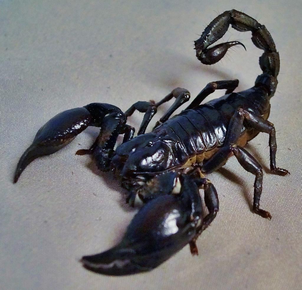 Vietnamese Forest Scorpion (H. laoticus)