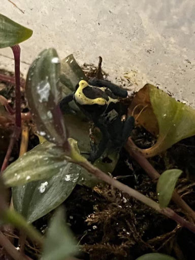Dyeing Poison Dart Frog (D. tinctorius)