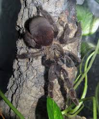 Costa Rican Orange Mouth (P. reduncus)